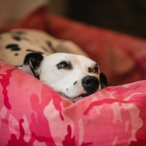 Pregnant golden retriever lying on a blanket