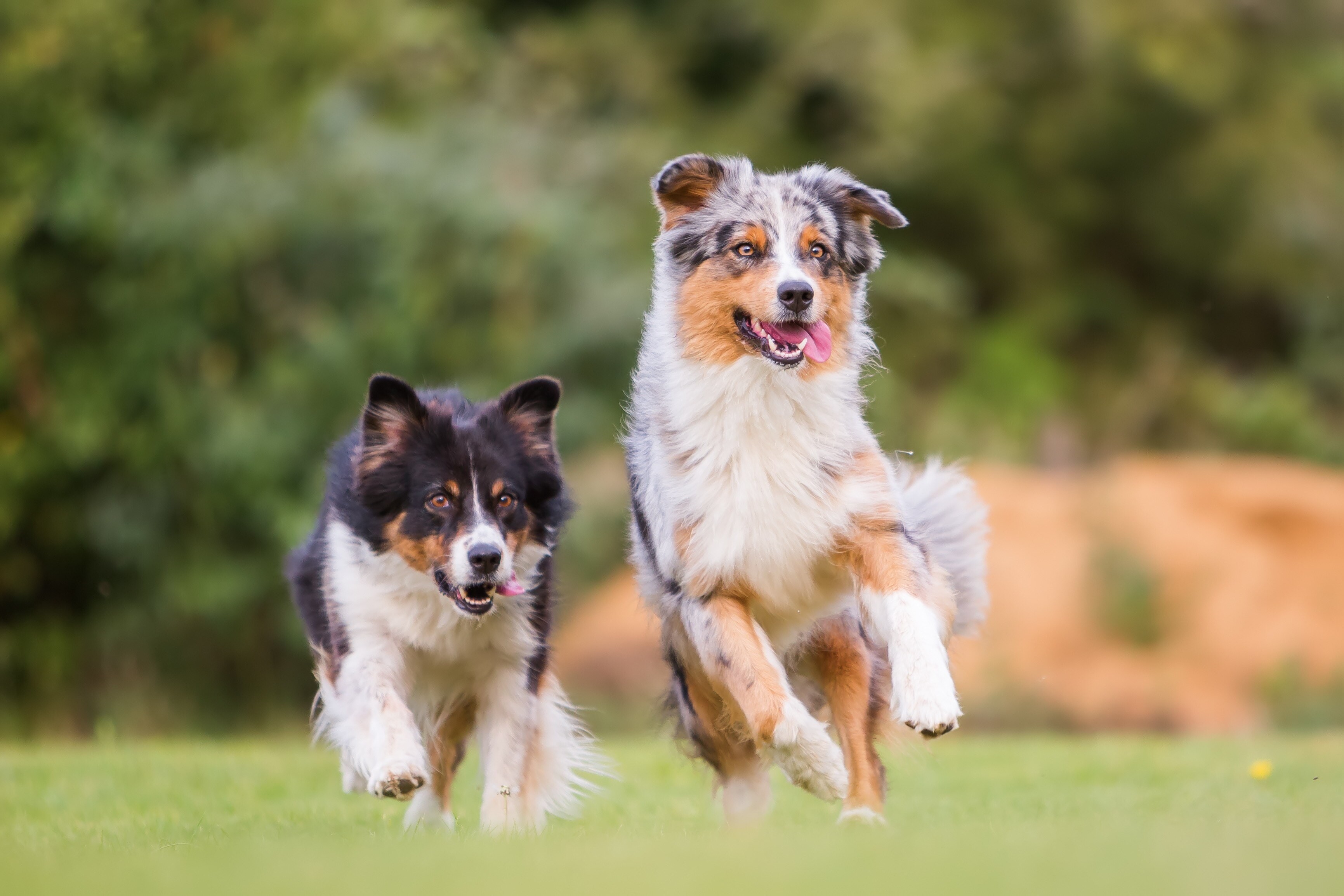 Australian Shepherd running in grass