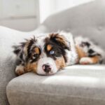 Blue merle Australian Shepherd puppy