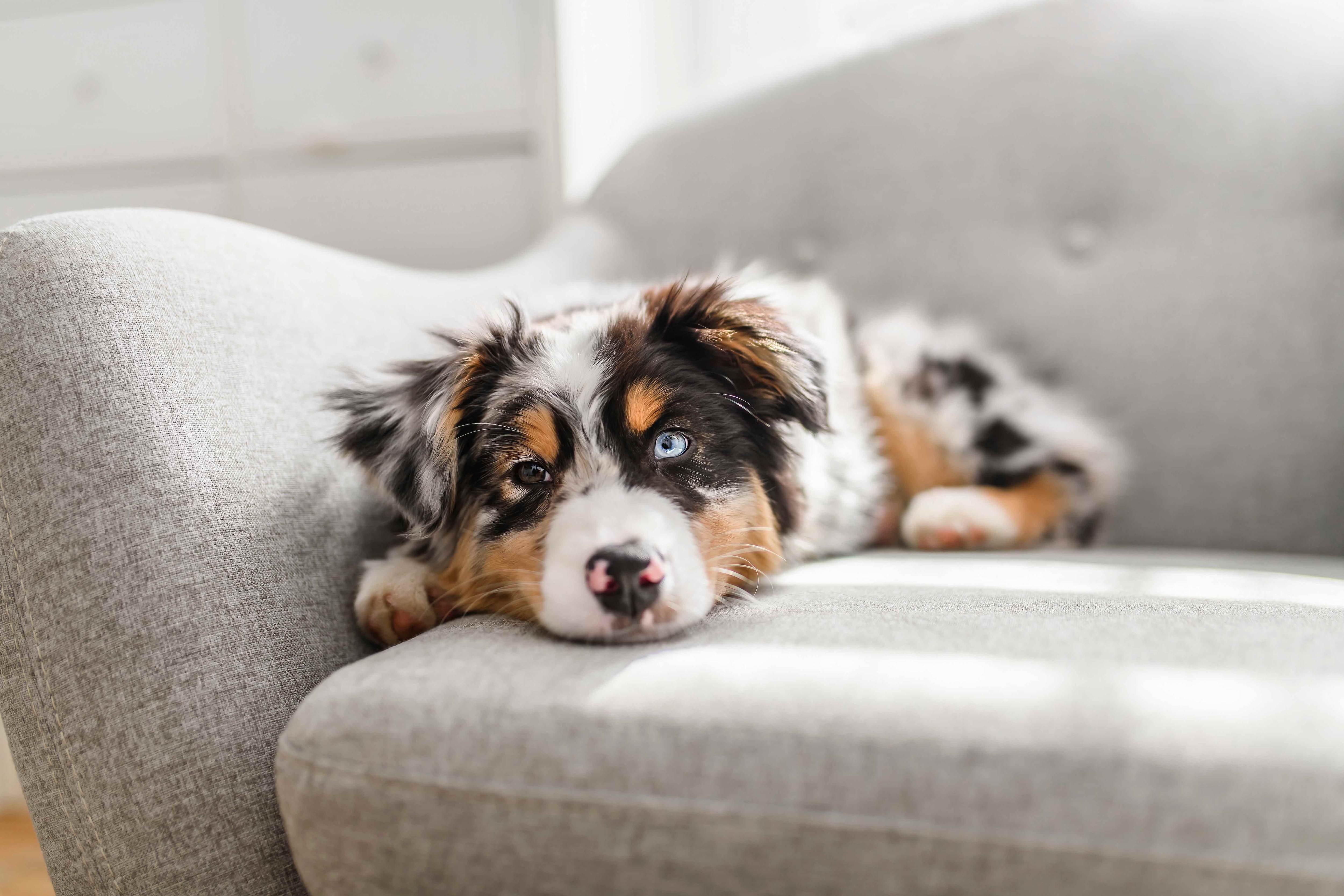 Blue merle Australian Shepherd puppy