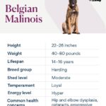 Belgian Malinois dog breed card