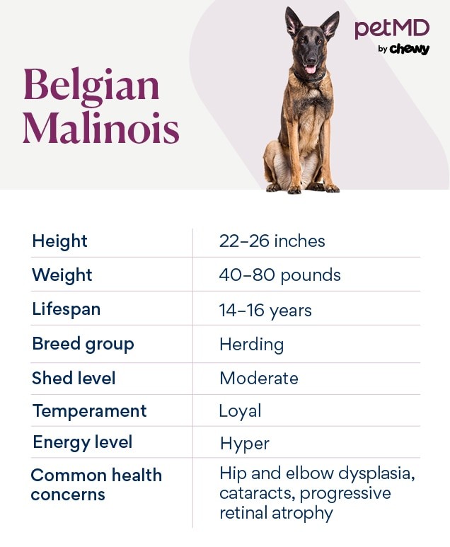 Belgian Malinois dog breed card