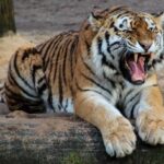 Continental Tiger in the wild