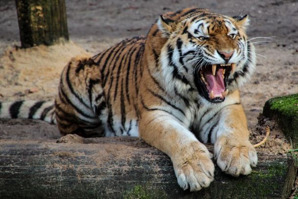 Continental Tiger in the wild