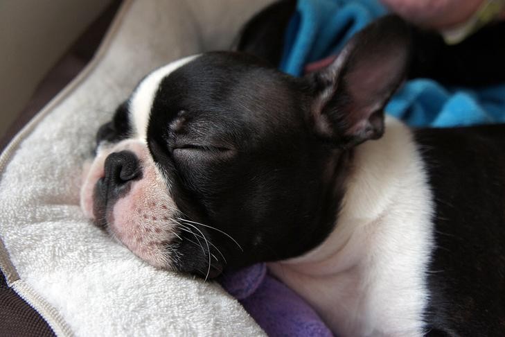 Boston Terrier puppy sleeping in his bed