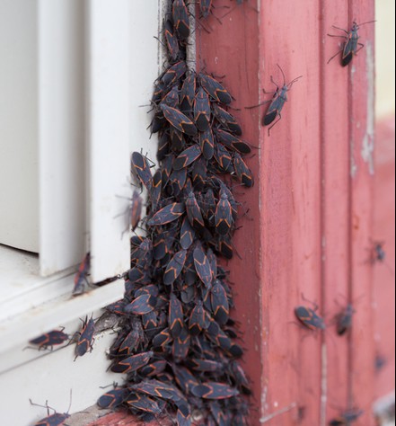 Box Elder Bugs Congregating Near Window