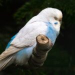 Colorful Parrot Perched on a Tree Branch