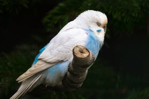 Colorful Parrot Perched on a Tree Branch