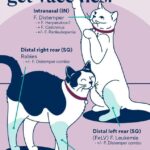 Cat Vaccinations Diagram