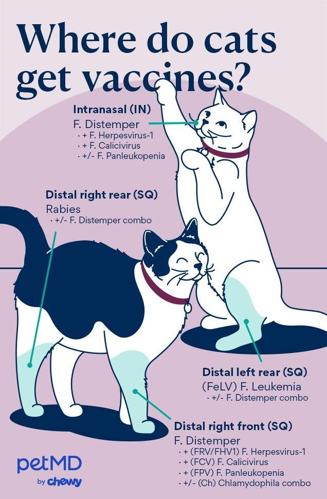 Cat Vaccinations Diagram