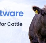 Newborn Calf Requiring Bottle Feeding