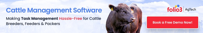 Newborn Calf Requiring Bottle Feeding