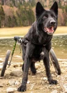 A German Shepherd in a dog wheelchair, illustrating the use of assistive devices to improve quality of life for dogs with mobility issues