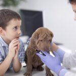 Veterinarian examining a dog