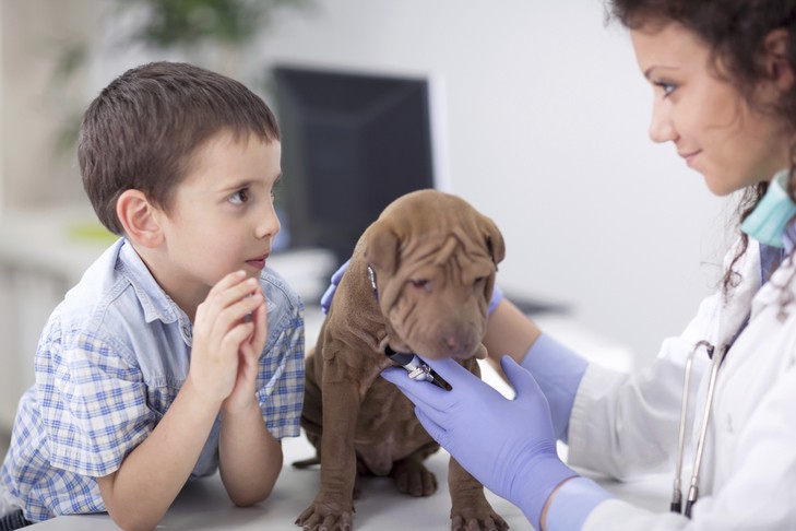 Veterinarian examining a dog
