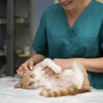 Close-up of a veterinarian carefully examining a cat