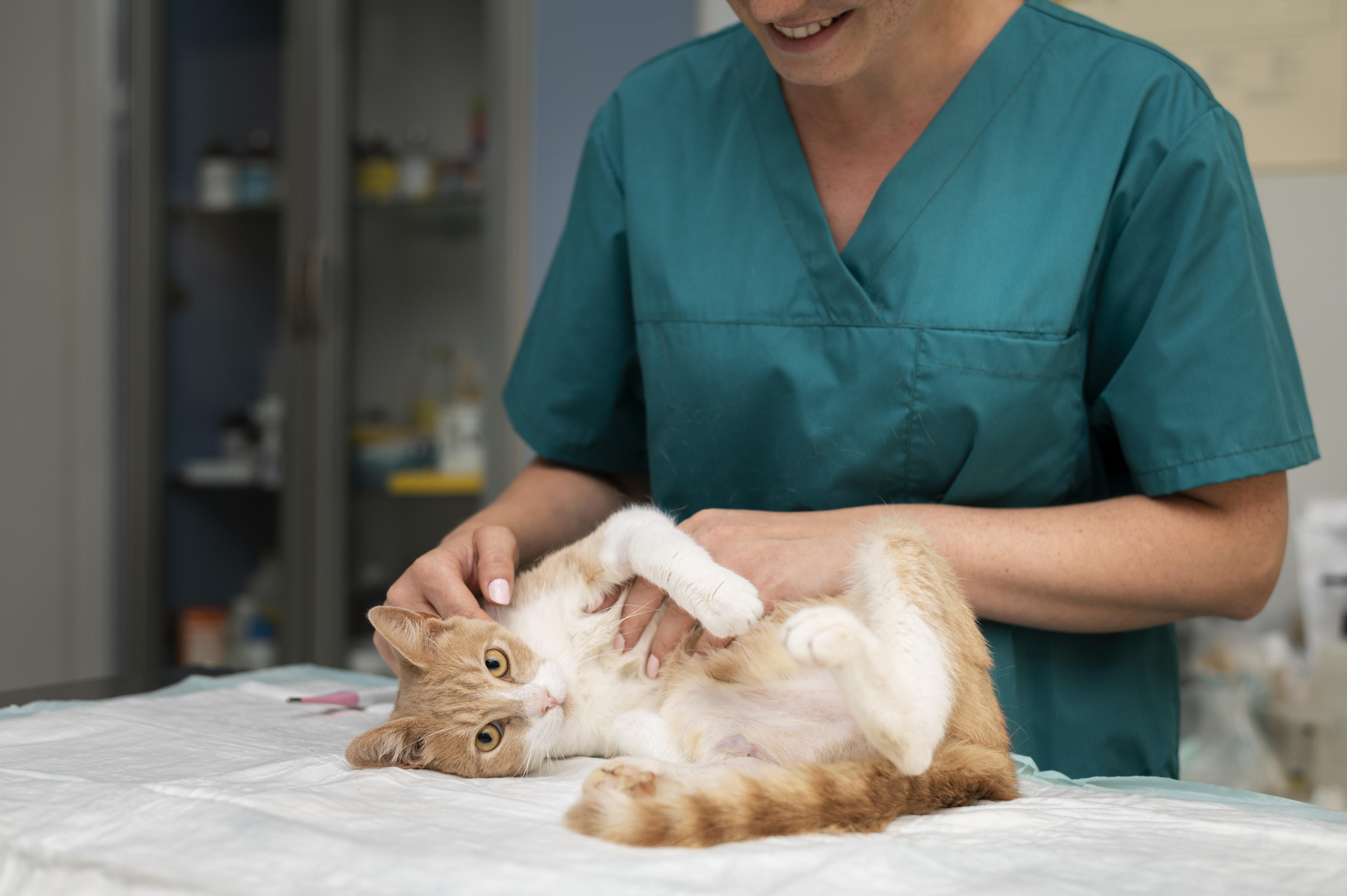 Close-up of a veterinarian carefully examining a cat