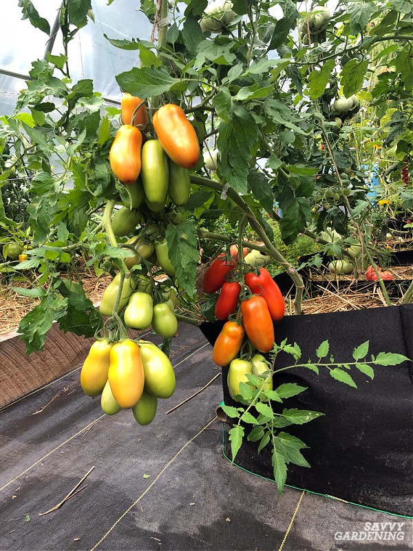 Container tomato mulched