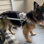 A senior German Shepherd sitting comfortably with a person, symbolizing companionship and care for aging dogs
