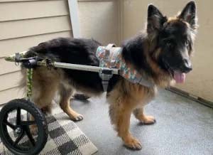 A senior German Shepherd sitting comfortably with a person, symbolizing companionship and care for aging dogs