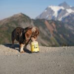 Mini Dachshund Cost Comparison
