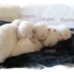 Blue Bicolor Ragdoll Kitten