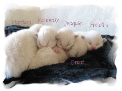 Blue Bicolor Ragdoll Kitten