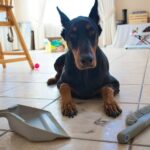 Doberman in front of a pile of his own hair.