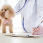 Dog receiving a check-up from a veterinarian