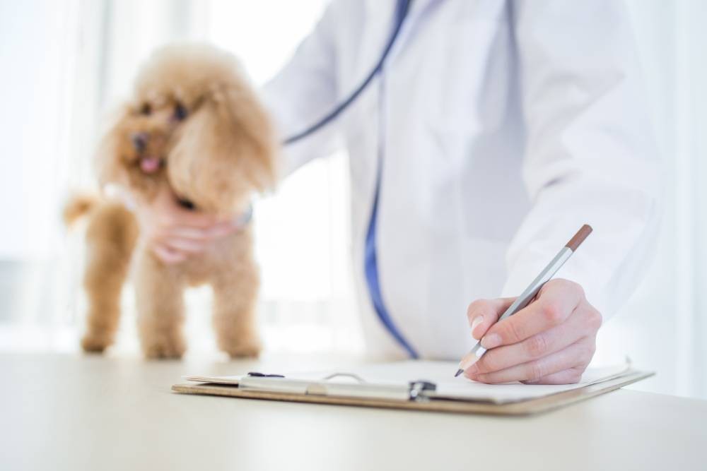 Dog receiving a check-up from a veterinarian