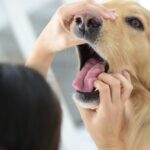 Administering hydrogen peroxide to a dog using a syringe