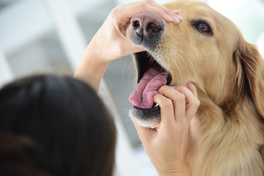 Administering hydrogen peroxide to a dog using a syringe