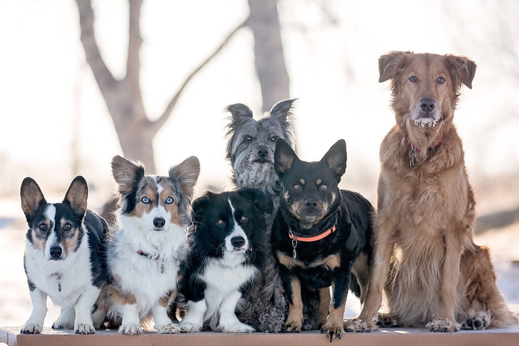 Dog Breeds