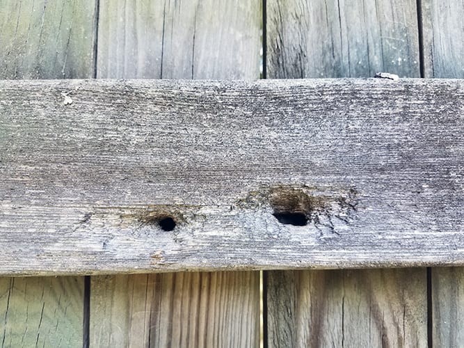 Carpenter bee damage on a decaying wooden fence
