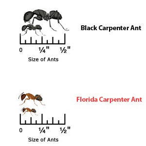 Identifying Carpenter Ants