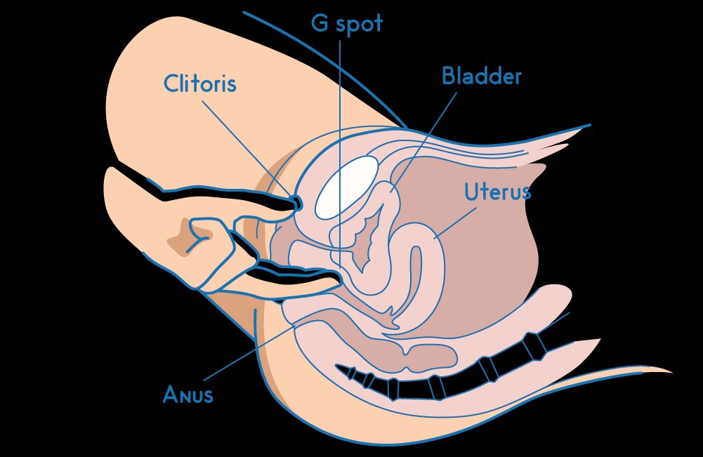 Comparison of Squirt and Pee Composition