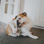 Adult fleas feed on the blood of an animal or human host and then mate.