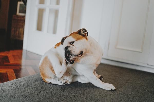 Adult fleas feed on the blood of an animal or human host and then mate.