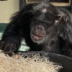Greg, the oldest chimp in residence, is turning 40 on September 21, 2020, in this clear close-up that highlights his aging features.