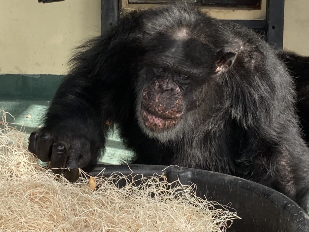 Greg, the oldest chimp in residence, is turning 40 on September 21, 2020, in this clear close-up that highlights his aging features.