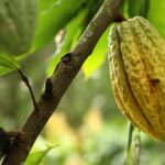 cacao pod
