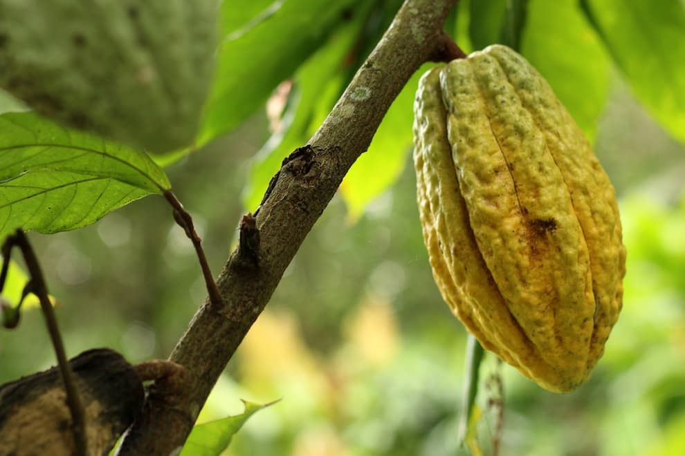 cacao pod