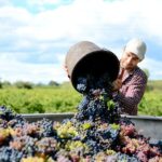 winemaking process