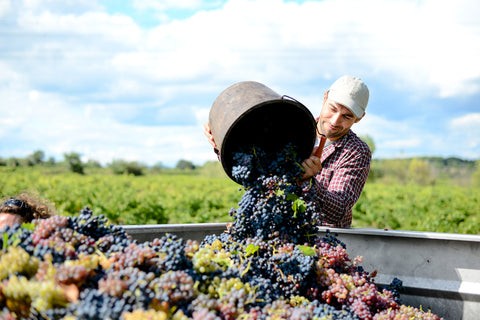 winemaking process