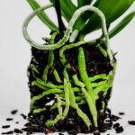 phalaenopsis orchid with healthy roots indicating proper watering