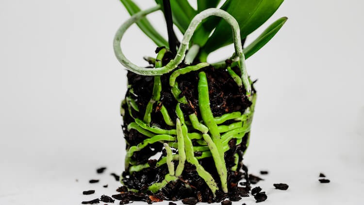 phalaenopsis orchid with healthy roots indicating proper watering