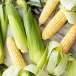 Fresh sweet corn in husks
