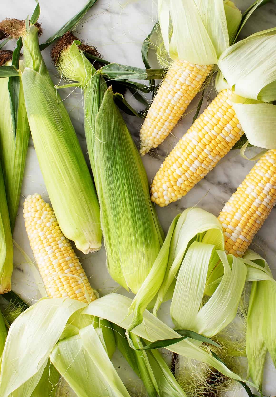 Fresh sweet corn in husks