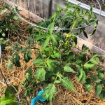 watering tomatoes with a watering wand