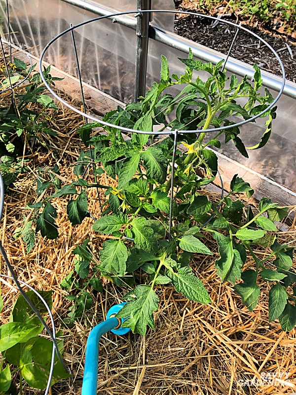 watering tomatoes with a watering wand